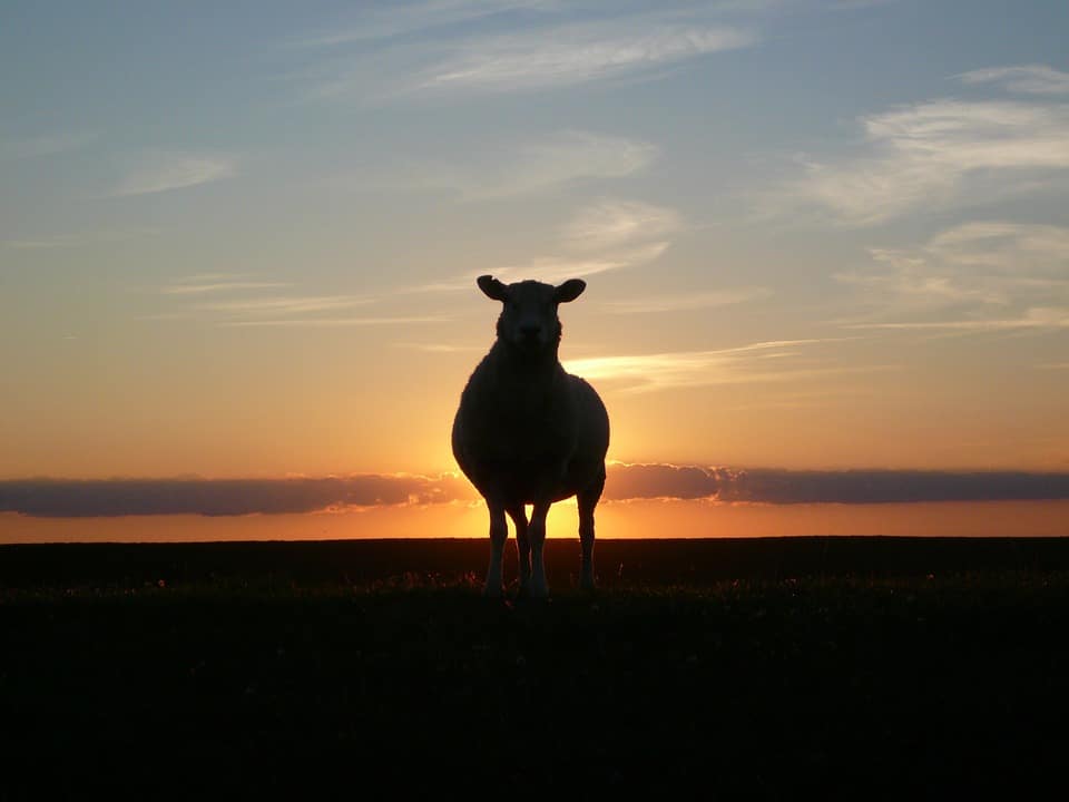 sheep-in-drain