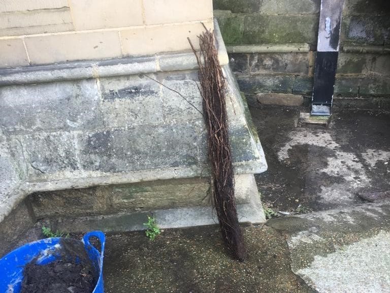 What is the Cost of Removing Tree Roots from Sewer Lines?